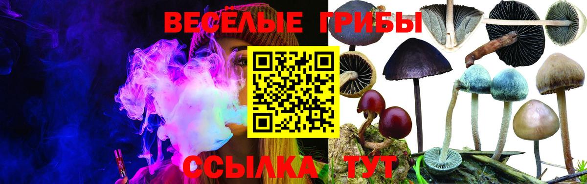 Будённовск  Галлюциногенные грибы Magic Shrooms  Вход с VPN 